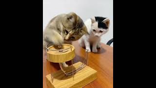 Funny Cats – Best Compilation of Funny Cat Videos Ever Cute Cat Videos KitCat FunnyCats Cats [upl. by Eidderf710]