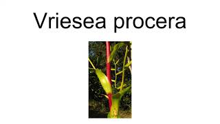 Vriesea Procera [upl. by Herod270]