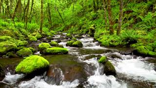 4k UHD Creek flowing in lush forest White Noise Gentle Stream Nature Sounds Sleep Study Relax [upl. by Nyrok]