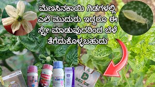 Black thrips control in chilli  What to spray ಮೆಣಸಿನಕಾಯಿ ಥ್ರಿಪ್ಸ್ ಕಂಟ್ರೋಲ್ ಗೆ ಏನು ಸ್ಪ್ರೇ ಮಾಡುವುದು [upl. by Dreyer]