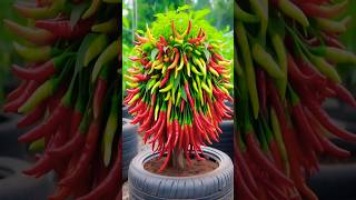 Enjoy more Chilli Peppers harvested using New Planting Methods shorts farming satisfying [upl. by Jaella662]