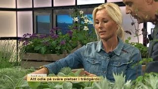 Trädgårdsmästaren Victoria Skoglund tipsar  Nyhetsmorgon TV4 [upl. by Angy102]