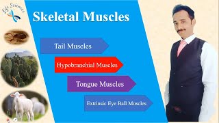 Hypobranchial and Tongue Muscles [upl. by Ateekahs]