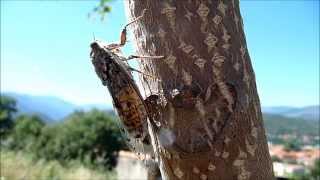 Concert à La Cigale Prades Cicada orni [upl. by Vivia]