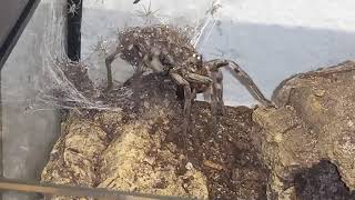 Hogna carolinensis Carolina Wolf Spider mom with babies [upl. by Jeniece]