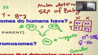 Chapter 14 Part 1  Types of Human Chromosomes [upl. by Adnahsam364]