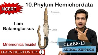 Phylum Hemichordata  Animal Kingdom  Class11 Bio NCERT On Tips  Mnemonics Inside the video🔥 [upl. by Ignace126]