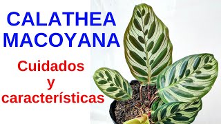 CALATHEA MACOYANA Cuidados y características [upl. by Cherey855]