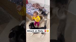 Don’t leave your kid with Dogs 🚨😤 shorts dog husky trendingsongs [upl. by Timms]