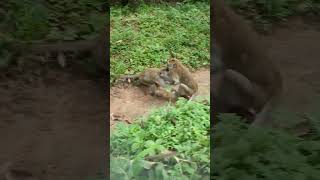 Wildlife monkey in Mohanokor troop monkeyaction monkeybehavior shortsvideo [upl. by Nivk]