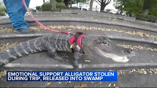 Emotional support alligator Wally was stolen during vacation released into swamp owner says [upl. by Osborn]