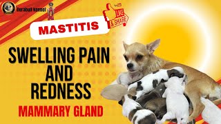 Mastitis in dogs mammary।glands swelling redness and fever allopathic and। homeopathic medicine। [upl. by Eyak]