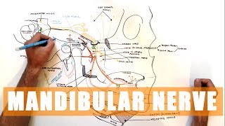 Mandibular Nerve V3 [upl. by Nolyarb]