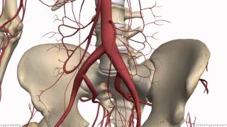 Inferior Mesenteric Artery  Anatomy Tutorial [upl. by Uhile66]