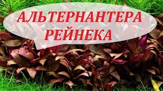 Альтернантера Рейнека Аквариумные растения Уход размножение содержание Alternanthera reineckii [upl. by Eihs]