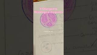 Histological diagrams🥹🥲 pathology hcdsh dental bdscollegeneetpreparation viral collegelife [upl. by Callida744]