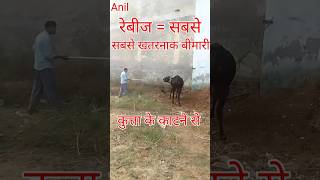 गाय में रेबीज के लक्षण rabies ki bimari ke lakshan shortvideo [upl. by Lehacim]