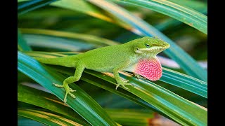 Anole Lizard [upl. by Enomis481]