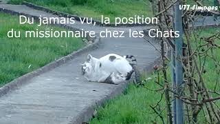 Du jamais vu la position du missionnaire chez les chats [upl. by Sutton]