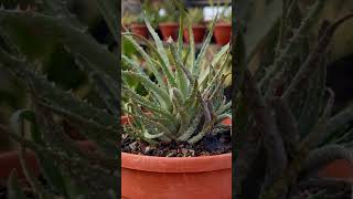 Aloe Humilis from My Cactus amp Succulents Plants Collection [upl. by Nyrroc]