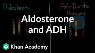 Aldosterone and ADH  Renal system physiology  NCLEXRN  Khan Academy [upl. by Magee]