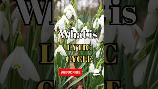 What is the Lytic cycle shorts facts biology [upl. by Ettennyl]