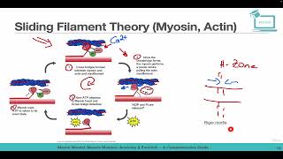 Sliding Filament Theory Myosin Actin [upl. by Andryc]