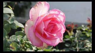 Most Beautiful Roses  Hybrid Tea Rose  Photography  Relaxing Music flower rose htrose [upl. by Onitnas]