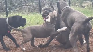 CANE CORSO Fights off PITBULLBULLY Dog and 2 Cane Corsos [upl. by Arahsat]