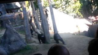 Monkeys fighting at LA Zoo [upl. by Anawqahs227]