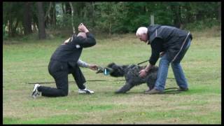 Bouvier des Flandres Dayzo de DaSilva [upl. by Tolliver]