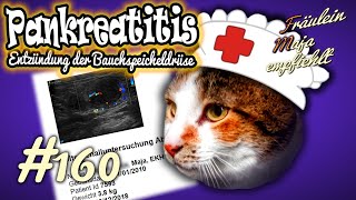 PANKREATITIS  Bauchspeicheldrüsenentzündung bei Katzen nicht selten  Maja empfiehlt Teil 160 [upl. by Lassiter838]