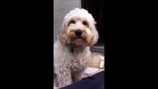 Dog Reacts to Dog Passes Out from Overwhelming Joy  Adorable [upl. by Dilahk730]