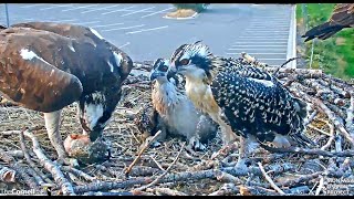 Finnegan brings in a whopper eats a little on the Owl Pole then delivers to the nest 2024 07 21 21 [upl. by Marpet638]