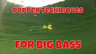 FLY FISHING TECHNIQUES FOR BIG BASS [upl. by Britt]