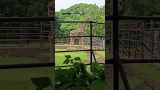 Mysore zoo mysore nidavlogs07 mysorezoo [upl. by Monson]