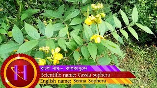 Kalkasunda  scientific name Cassia sophera tree [upl. by Ferd654]