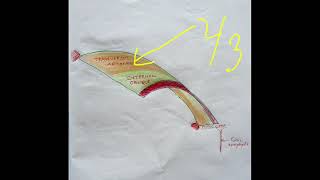 Conjoint Tendon Falx Inguinalis [upl. by Devan182]