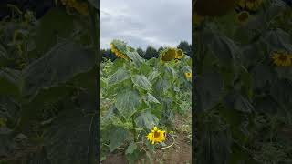 Sunflowers at Rectory FarmOxford UK now [upl. by Gustafsson]