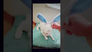 Cabbit cat whitekitty catlover pets cutewhitecat funny ziggythecat shorts [upl. by Gord711]