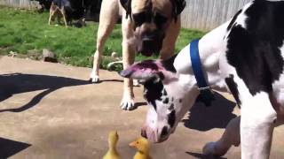 Great Dane and 200lb English Mastiff play with baby ducks [upl. by Miner555]