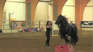 FRIESIAN STALLION UNBELIEVABLE Frederik the Great [upl. by Caron]