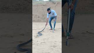 Black Royal snake shortfeed ytshorts shortvideo youtubeshorts trending youtube viral snake [upl. by Dominick]