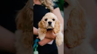 This puppy walked right up to me 😭 streetportraits dogphotography [upl. by Assecnirp]