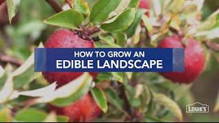 How to Grow an Edible Landscape [upl. by Elleinnod609]