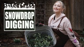 Digging Up Snowdrops For My Other Garden Spring CleanUp I WOLF OF THE WILD [upl. by Zehc]