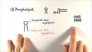 AS Biology  Phospholipids OCR A Chapter 35 [upl. by Harwin]