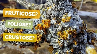 HOW TO RECOGNIZE DIFFERENT TYPES OF LICHENS  Lichen growth forms structures and reproduction [upl. by Saree]