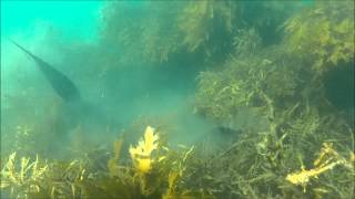 Spearfishing  Coromandel New Zealand  Tylers big bug [upl. by Ameen468]