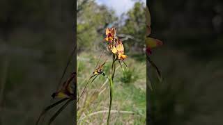 Wallflower Donkey Orchid Diuris orientis  Wistow South Australia [upl. by Yllrebmik]